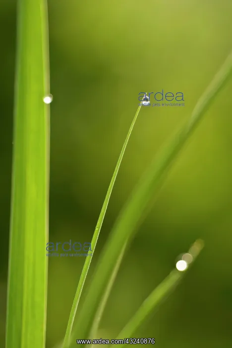 : Grass : Grass