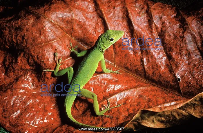 : Grass Anole : Grass Anole