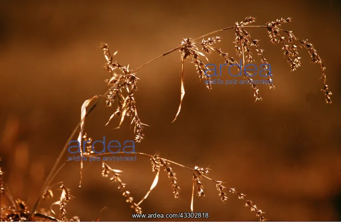 : GRASS - backlit : GRASS - backlit