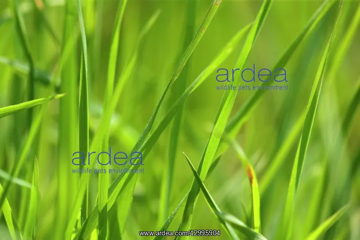  : Grass - blades of grass in spring