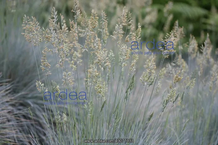  : Grass, Blue fescue grass, Festuca glauca