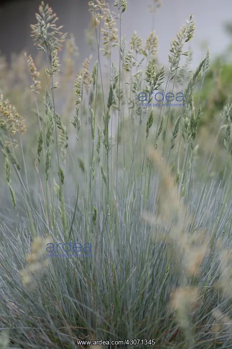 : Grass, Blue fescue grass, Festuca glauca : Grass, Blue fescue grass, Festuca glauca
