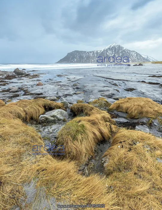 : Grass on the boulders near Utakleiv beach : Grass on the boulders near Utakleiv beach