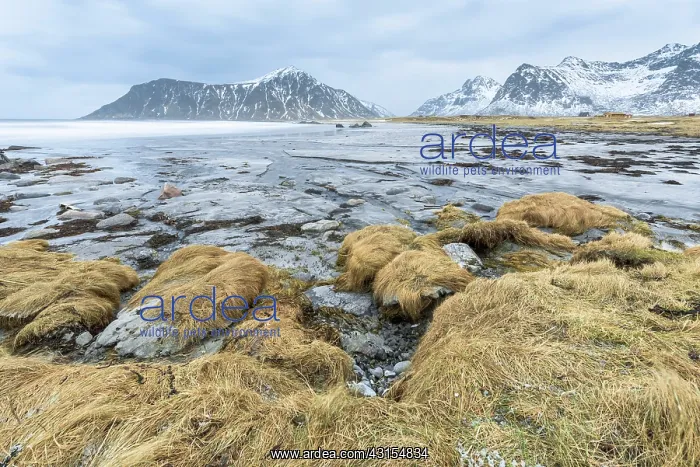 : Grass on the boulders near Utakleiv beach : Grass on the boulders near Utakleiv beach