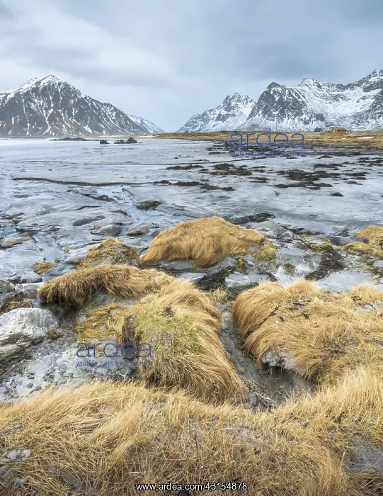: Grass on the boulders near Utakleiv beach : Grass on the boulders near Utakleiv beach