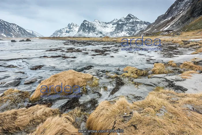 : Grass on the boulders near Utakleiv beach : Grass on the boulders near Utakleiv beach