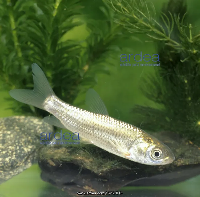 : GRASS CARP : GRASS CARP