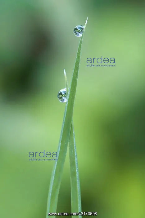 : Grass, close view of two blades of common grass with an earl : Grass, close view of two blades of common grass with an earl