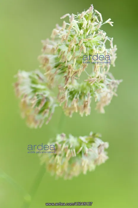 : Grass, Cocksfoot grass : Grass, Cocksfoot grass
