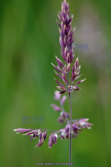 : Grass, Cocksfoot grass, Dactylis glomerata : Grass, Cocksfoot grass, Dactylis glomerata