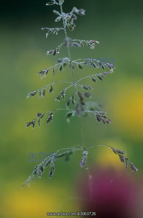  : Grass, Common bent, Agrostis gigantea