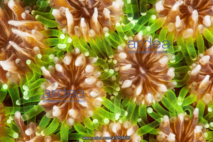 : Grass Coral polyps (Galaxea fascicularis), Mayotte : Grass Coral polyps (Galaxea fascicularis), Mayotte