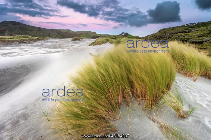 : Grass-covered sand dunes at sunset, Wharariki Beach : Grass-covered sand dunes at sunset, Wharariki Beach