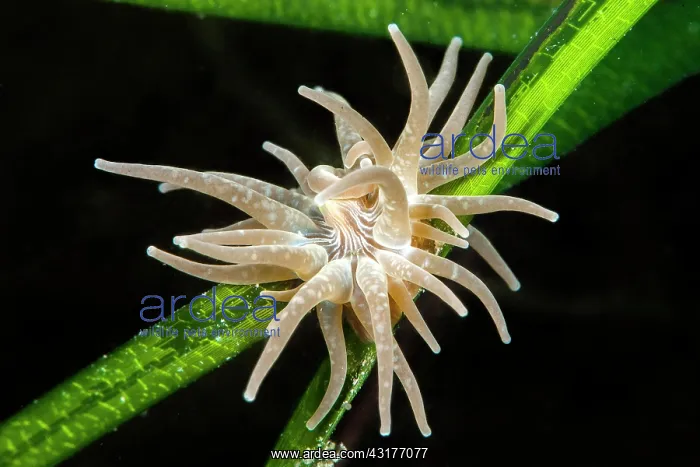 : Grass crack anemone (Paranemonia cinerea) on a leaf : Grass crack anemone (Paranemonia cinerea) on a leaf