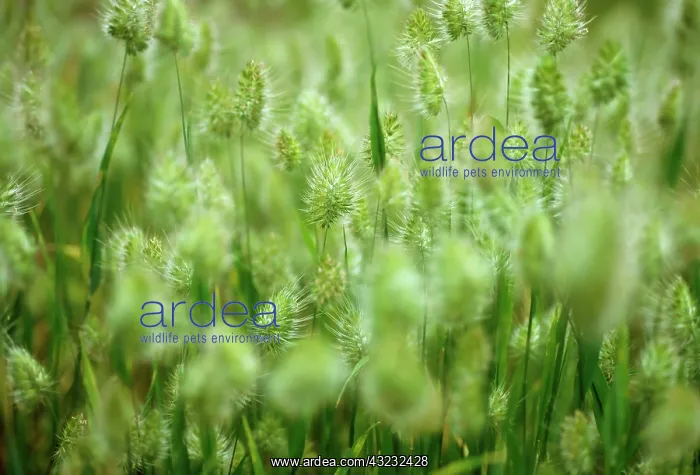 : Grass, Crested dog's-tail grass, Cynosurus cristatus : Grass, Crested dog's-tail grass, Cynosurus cristatus