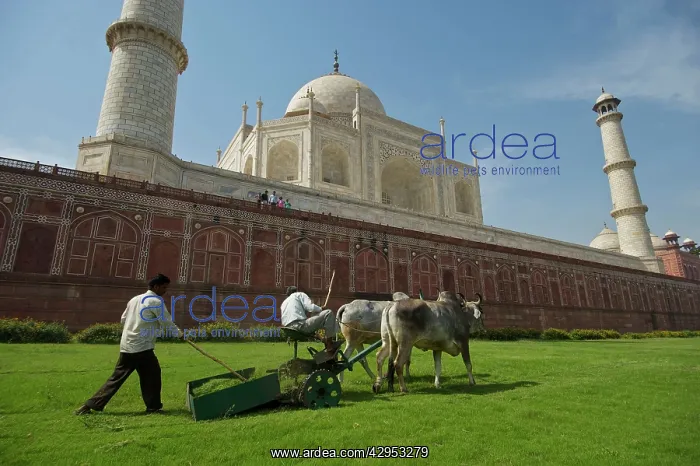 : Grass cutting : Grass cutting