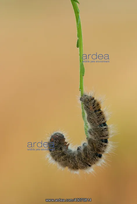  : Grass Eggar
