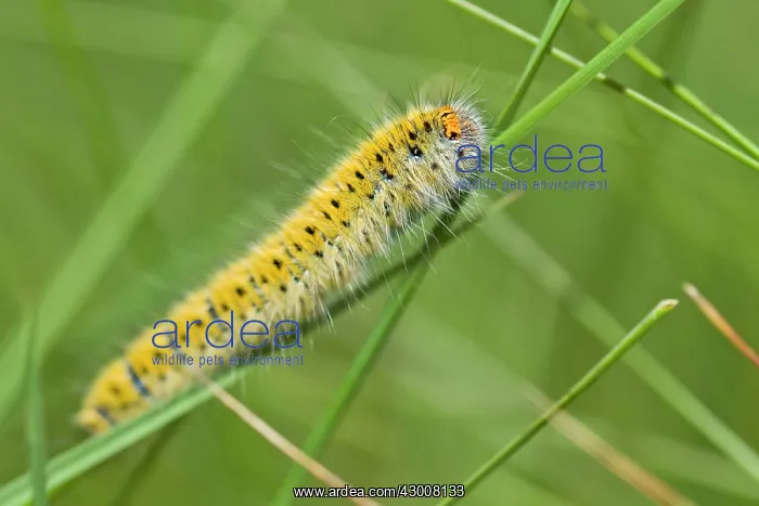 : Grass Eggar on grass A Veiga, Galicia, Spain : Grass Eggar on grass A Veiga, Galicia, Spain