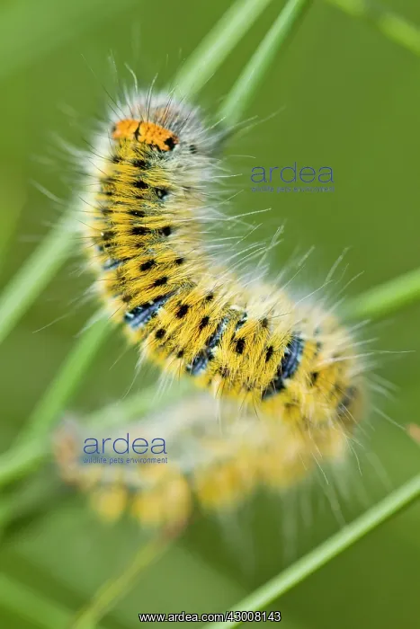 : Grass Eggar on grass A Veiga, Galicia, Spain : Grass Eggar on grass A Veiga, Galicia, Spain