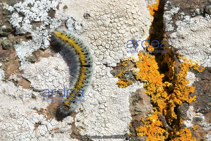 : Grass Eggar Moth Caterpillar - on Lichen : Grass Eggar Moth Caterpillar - on Lichen