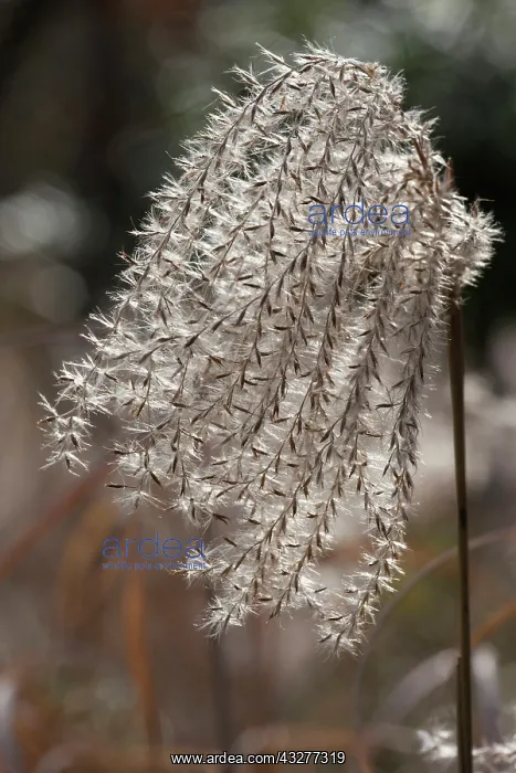 : Grass, Eulalia, Miscanthus sinensis Gracillimus : Grass, Eulalia, Miscanthus sinensis Gracillimus