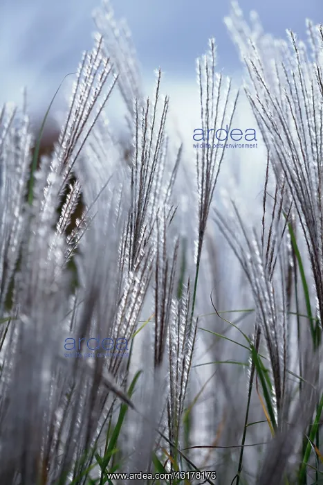 : Grass, Eulalia, Miscanthus sinensis Kleine Silberspinne : Grass, Eulalia, Miscanthus sinensis Kleine Silberspinne
