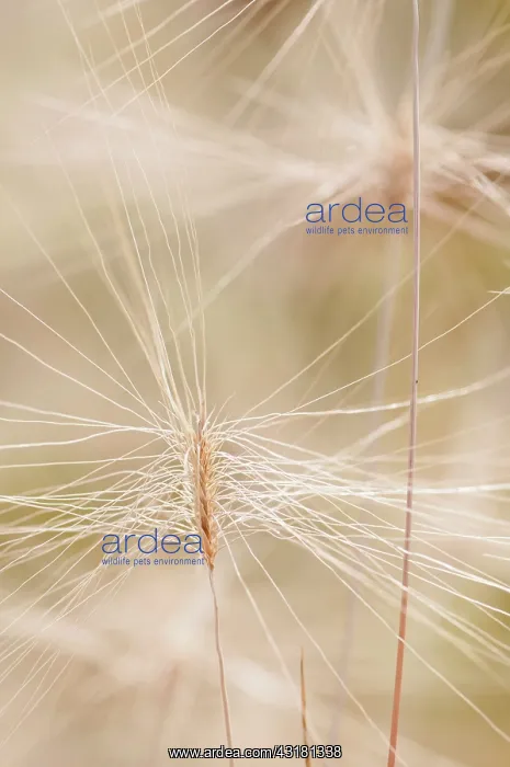 : Grass, Feathertop grass, Pennisetum villosum, Long : Grass, Feathertop grass, Pennisetum villosum, Long
