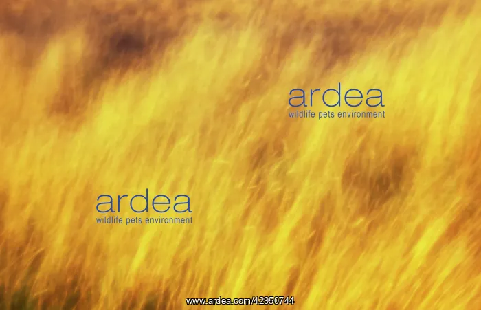 : Grass, Festuca rubra, Red fescue grass : Grass, Festuca rubra, Red fescue grass