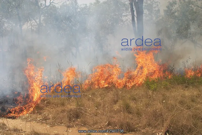 : Grass Fire : Grass Fire