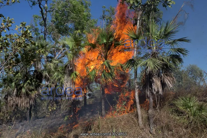: Grass fire Peppimenarti Community Northern Territory : Grass fire Peppimenarti Community Northern Territory