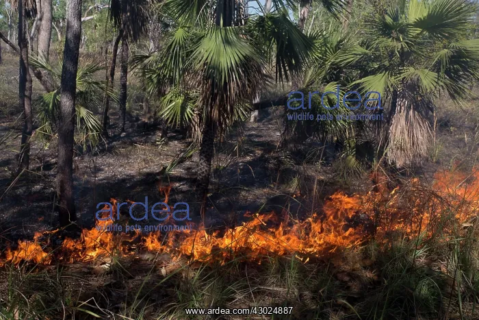 : Grass fire Peppimenarti Community Northern Territory : Grass fire Peppimenarti Community Northern Territory