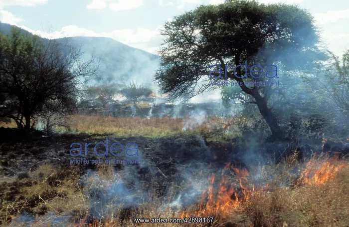 : GRASS FIRE - SOUTH AFRICA : GRASS FIRE - SOUTH AFRICA