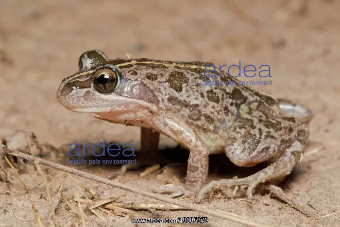 : Grass Frog : Grass Frog