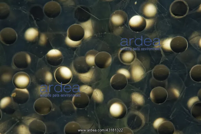 : Grass Frog eggs (Rana dalmatina) in a pond, Prairies : Grass Frog eggs (Rana dalmatina) in a pond, Prairies