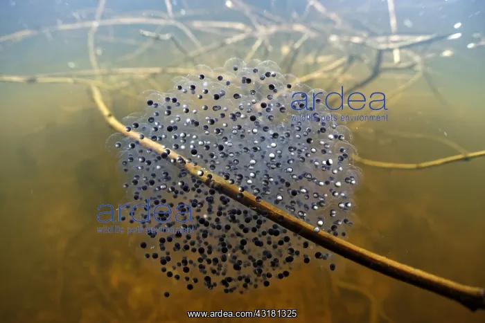 : Grass Frog eggs (Rana dalmatina) in a pond, Prairies : Grass Frog eggs (Rana dalmatina) in a pond, Prairies