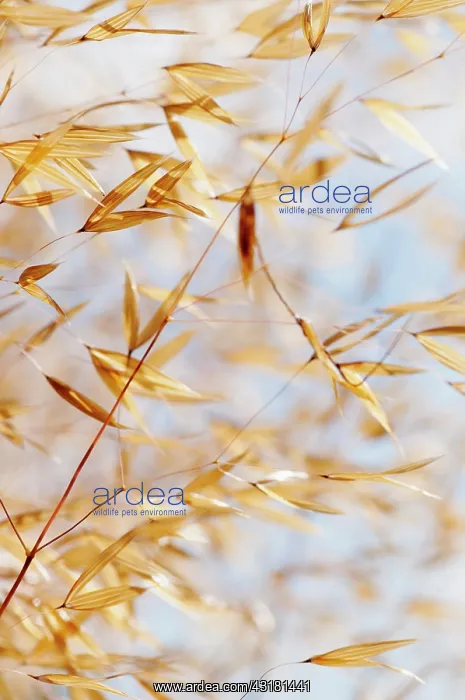 : Grass, Golden Oats, Stipa gigantea, Empty flower : Grass, Golden Oats, Stipa gigantea, Empty flower