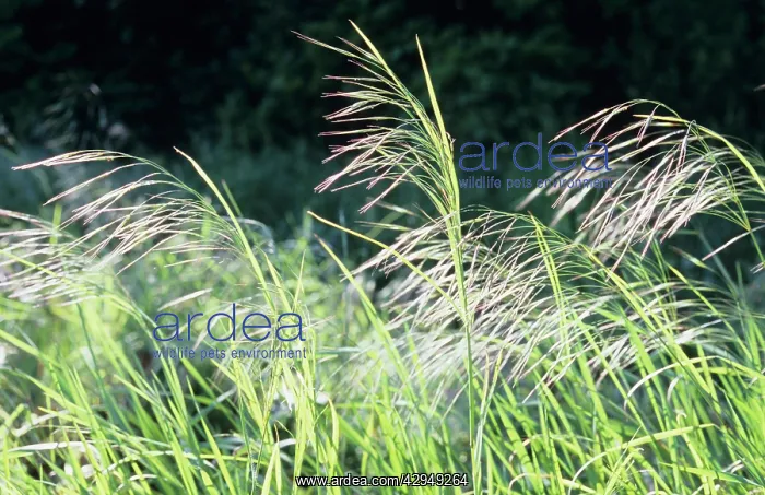 : Grass, Great Brome, Bromus diandrus : Grass, Great Brome, Bromus diandrus