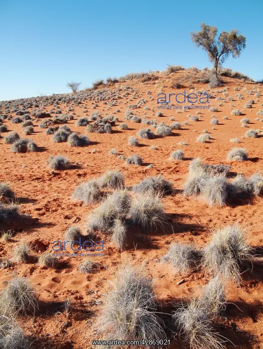 : Grass-grown red Kalahari dune east of the town of Gochas : Grass-grown red Kalahari dune east of the town of Gochas