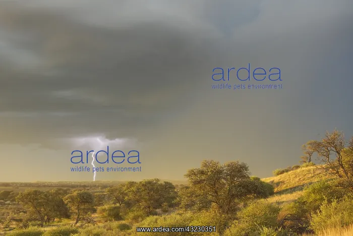 : Grass-grown sand dune and Camelthorn trees in the : Grass-grown sand dune and Camelthorn trees in the
