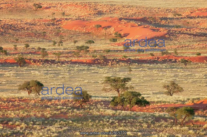 : Grass-grown sand dunes and Camelthorn Trees (Acacia : Grass-grown sand dunes and Camelthorn Trees (Acacia
