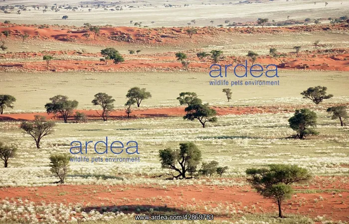 : Grass-grown sand dunes and Camelthorn Trees (Acacia : Grass-grown sand dunes and Camelthorn Trees (Acacia