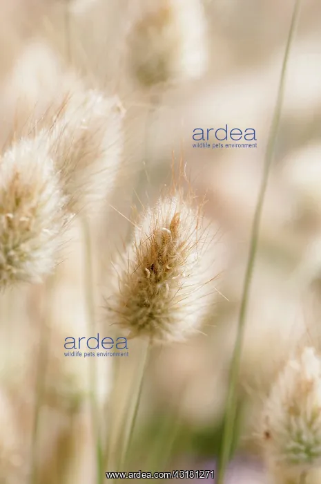 : Grass, Hares tail grass, Lagurus ovatus, Close : Grass, Hares tail grass, Lagurus ovatus, Close