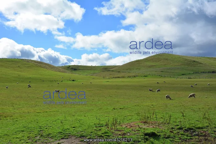 : Grass land sheep - North Island New Zealand : Grass land sheep - North Island New Zealand