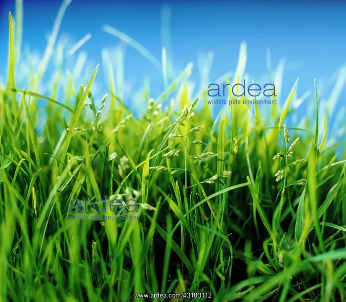 : Grass, Low close view of lawn or meadow against : Grass, Low close view of lawn or meadow against