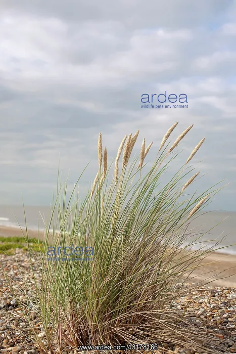 : Grass, Marram grass, Ammophila arenaria, Flowering : Grass, Marram grass, Ammophila arenaria, Flowering