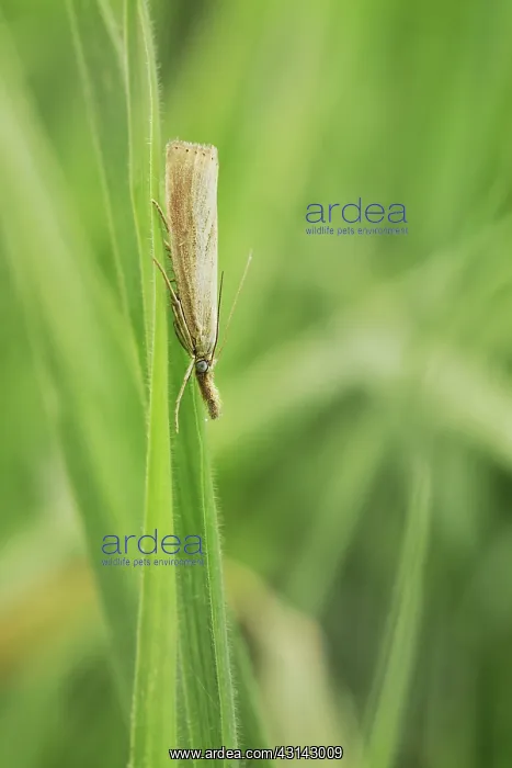 : Grass Moth : Grass Moth