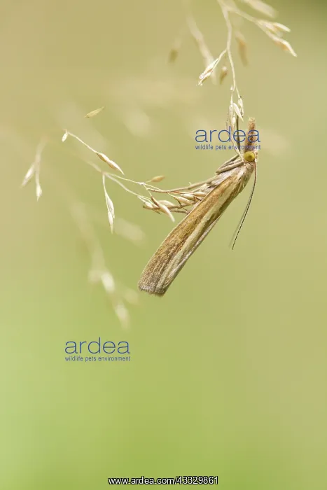 : Grass Moth : Grass Moth