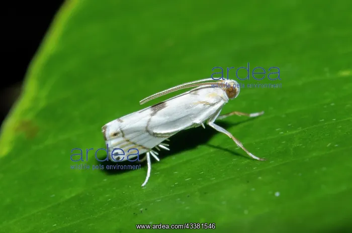 : Grass Moth : Grass Moth