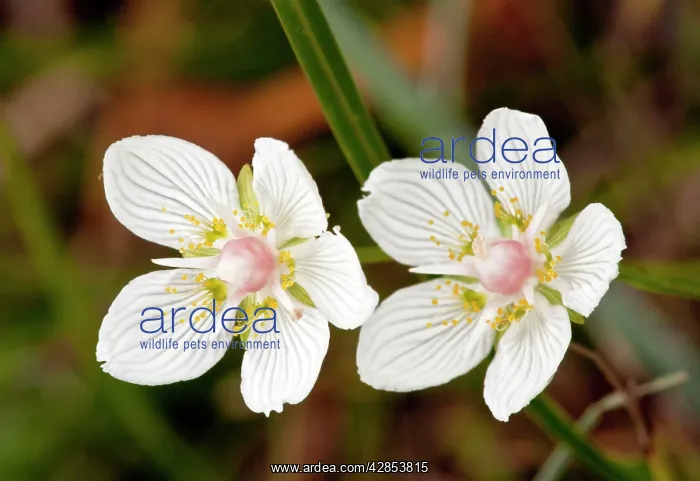 : Grass-of-Parnassus - in flower - autumn - Marshy grassland : Grass-of-Parnassus - in flower - autumn - Marshy grassland