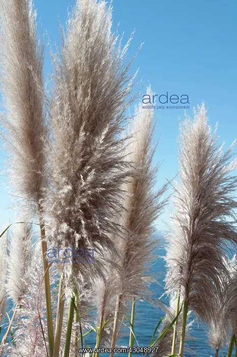 : Grass, Pampas grass, Cortaderia selloana : Grass, Pampas grass, Cortaderia selloana